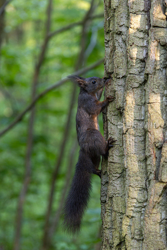 会爬的红松鼠(Sciurus vulgaris)